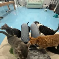 Lone Star Pawz CATfé ico