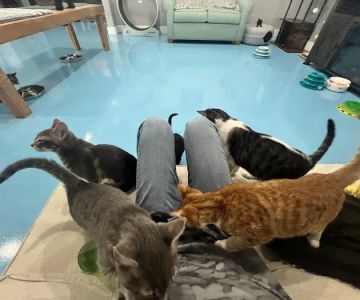Lone Star Pawz CATfu00e9