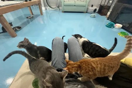 Lone Star Pawz CATf茅