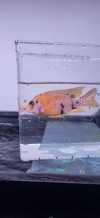 SoMoCichlids 12