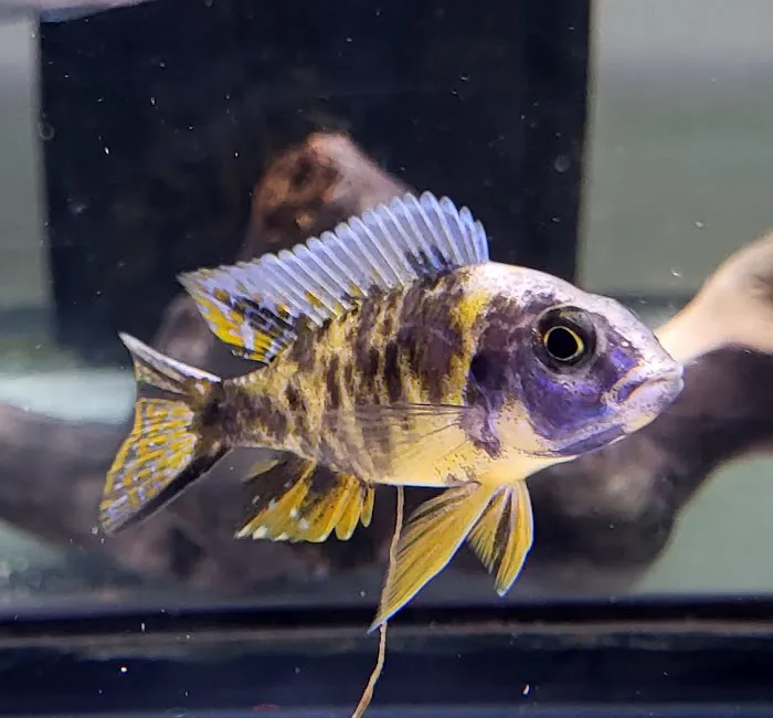 SoMoCichlids 12