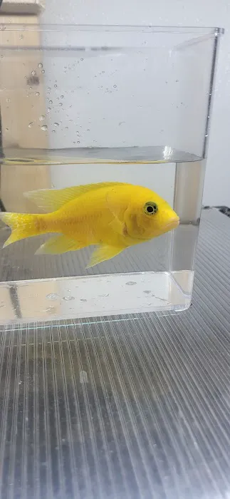 SoMoCichlids 12