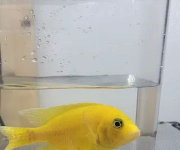SoMoCichlids
