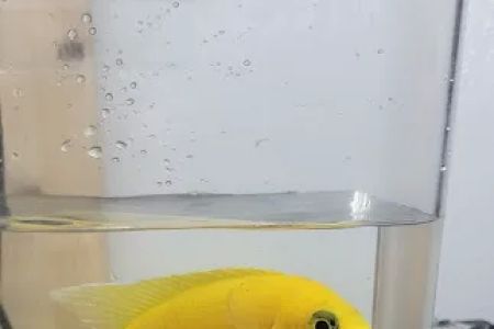 SoMoCichlids