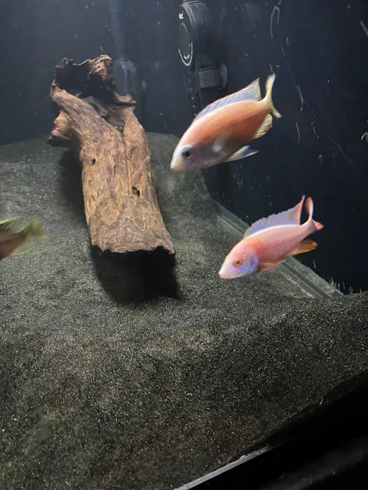 SoMoCichlids 12