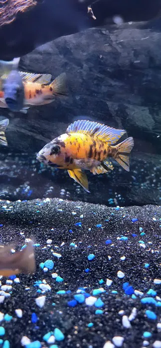 SoMoCichlids 12