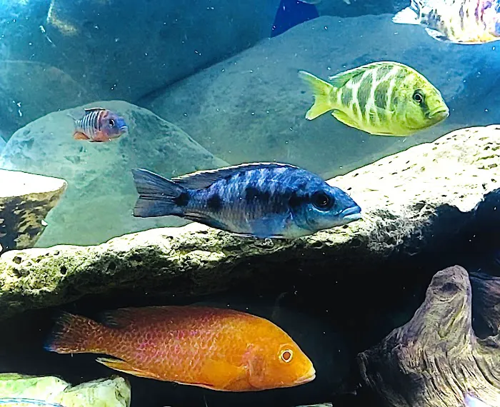 SoMoCichlids 12