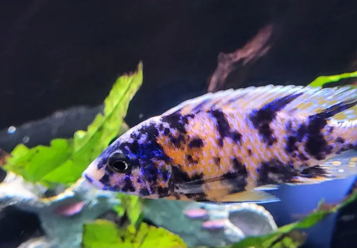 SoMoCichlids 12