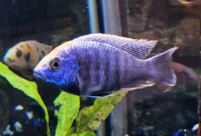 SoMoCichlids 12