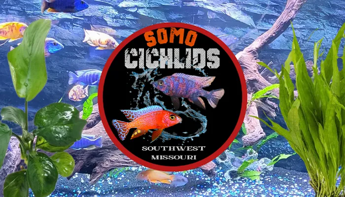 SoMoCichlids 12