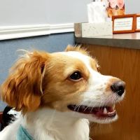 Pearland Pet Health Center ico