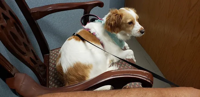 Pearland Pet Health Center 12