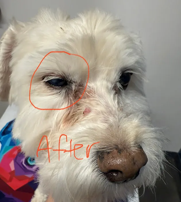 Eye Care for Animals - Pearland 12