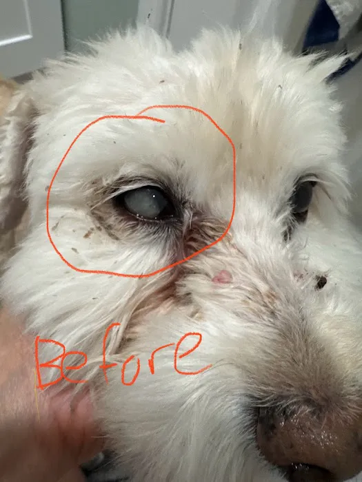 Eye Care for Animals - Pearland 12