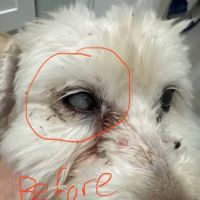 Eye Care for Animals - Pearland ico