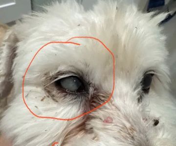 Eye Care for Animals - Pearland
