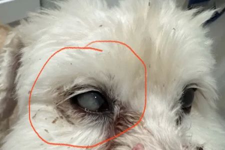 Eye Care for Animals - Pearland