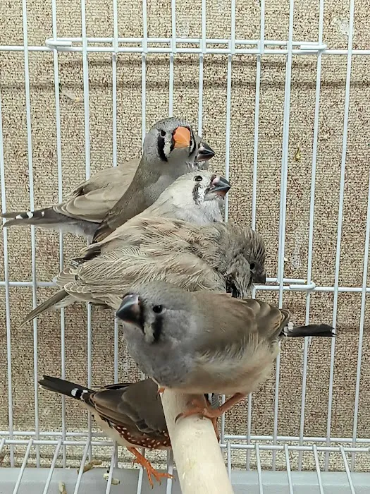 Blackjack Zebra Finches 12