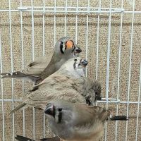 Blackjack Zebra Finches ico