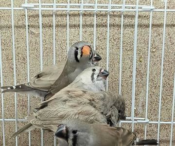Blackjack Zebra Finches