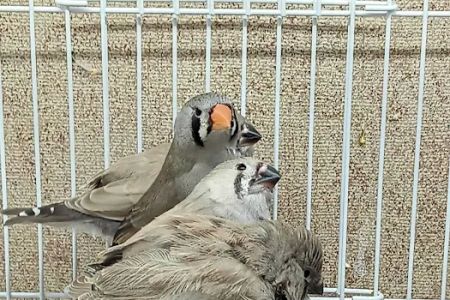 Blackjack Zebra Finches