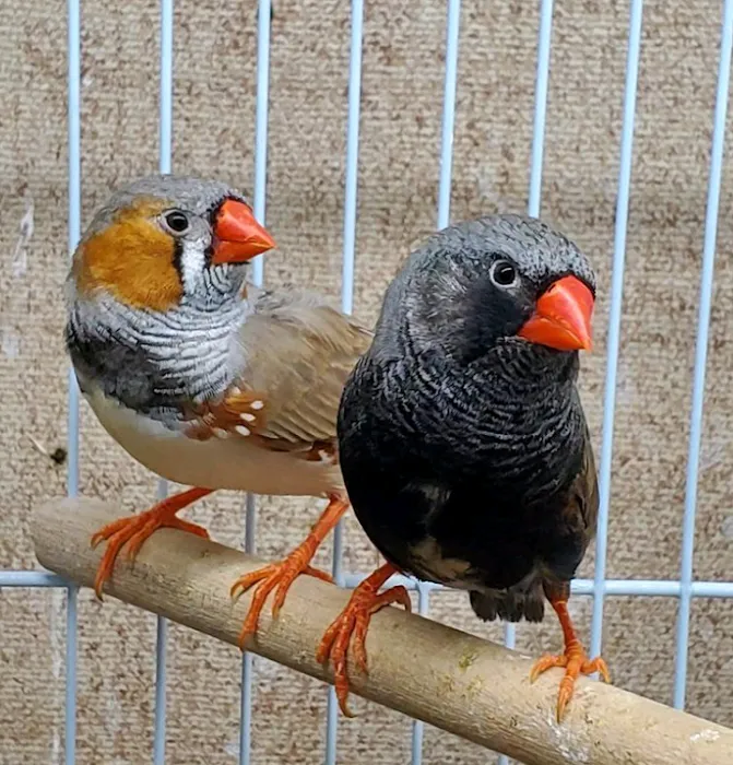 Blackjack Zebra Finches 12