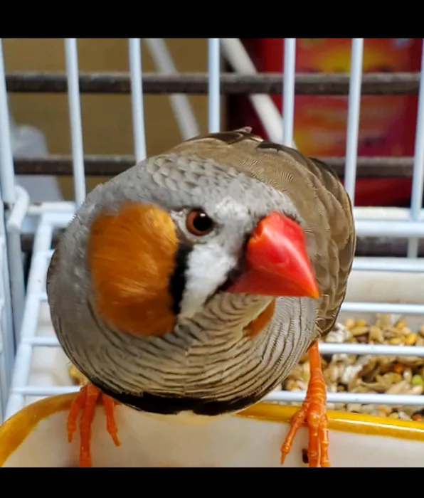 Blackjack Zebra Finches 12