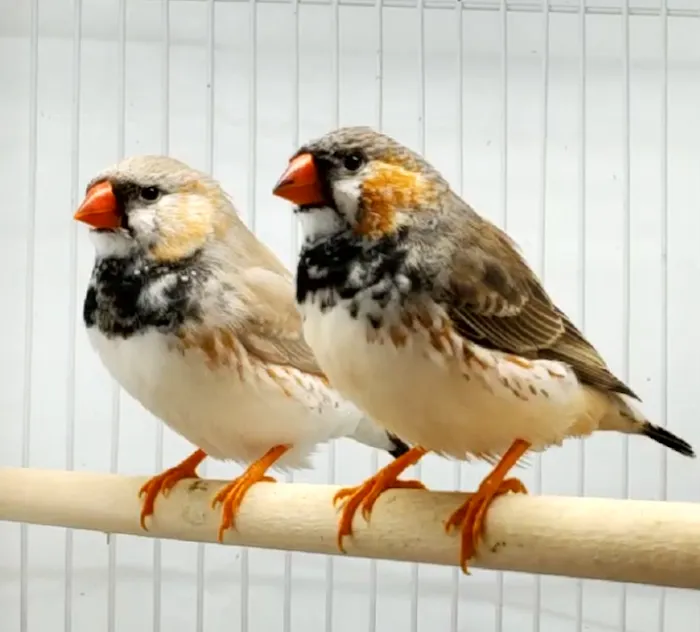 Blackjack Zebra Finches 12