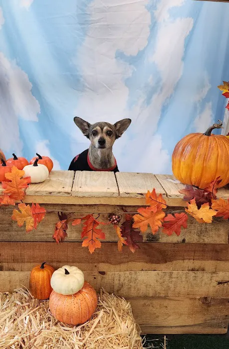 VCA Westside Animal Hospital 12