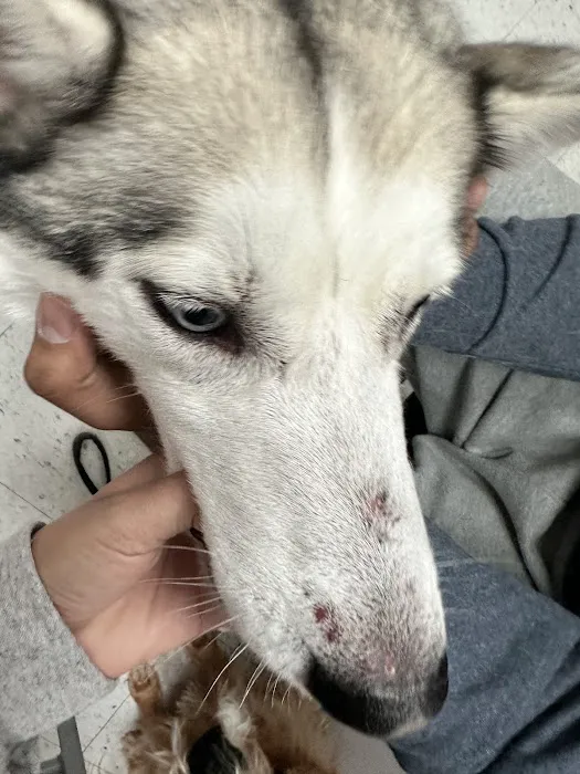 VCA Westside Animal Hospital 12