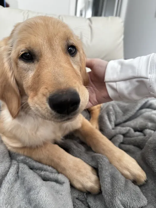 Citipups 12