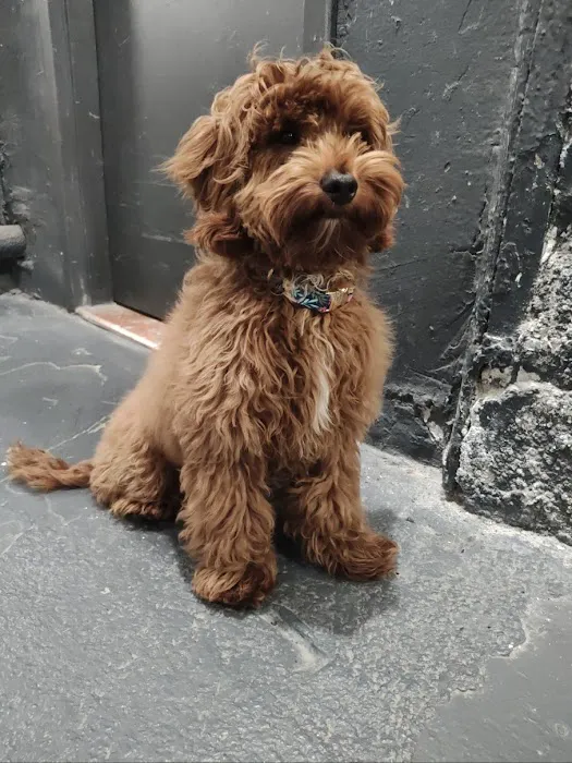 Citipups 12