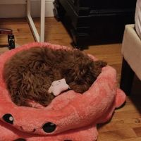 Citipups ico