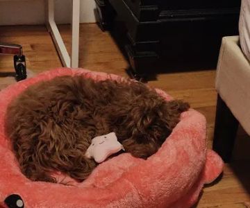 Citipups