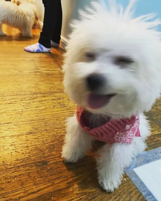 Citipups 12