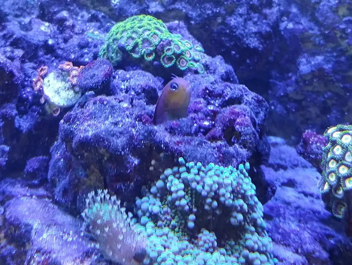 Reef Keepers 12