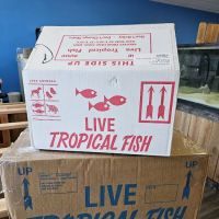 Reef Keepers ico