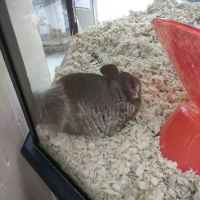 Petco ico