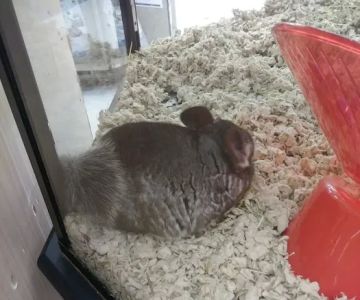 Petco
