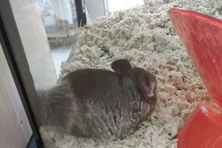 Petco
