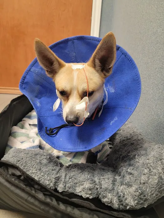Pearland 288 Animal Emergency Clinic of Silverlake 12