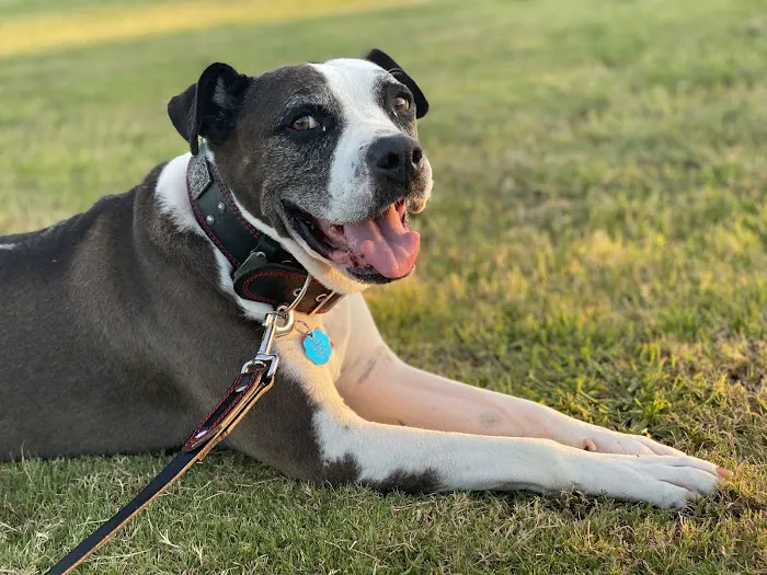 Pearland 288 Animal Emergency Clinic of Silverlake 12