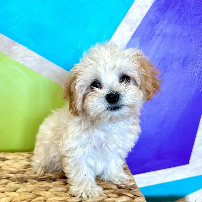 Petland Rogers 馃惗 12