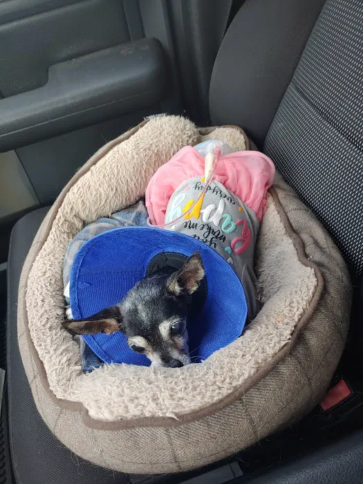 Pearland Animal Cancer and Referral Center 12