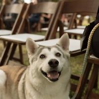 Pearland Animal Cancer and Referral Center ico