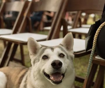 Pearland Animal Cancer and Referral Center