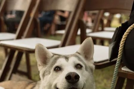 Pearland Animal Cancer and Referral Center