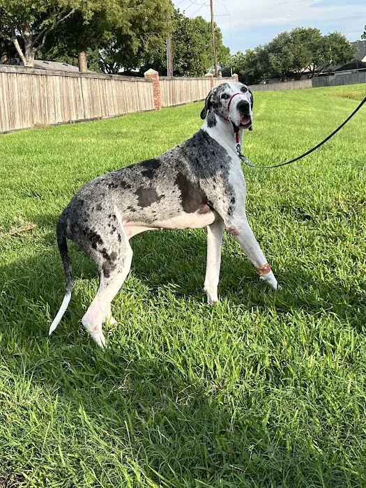 Pearland Animal Cancer and Referral Center 12