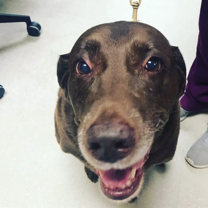 Pearland Animal Cancer and Referral Center 12