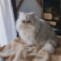 RB Cat House ico